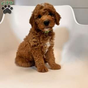 Tao, Mini Goldendoodle Puppy